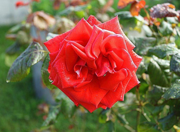 Kako artificial sweeteners mogu povećati rizik od depresije