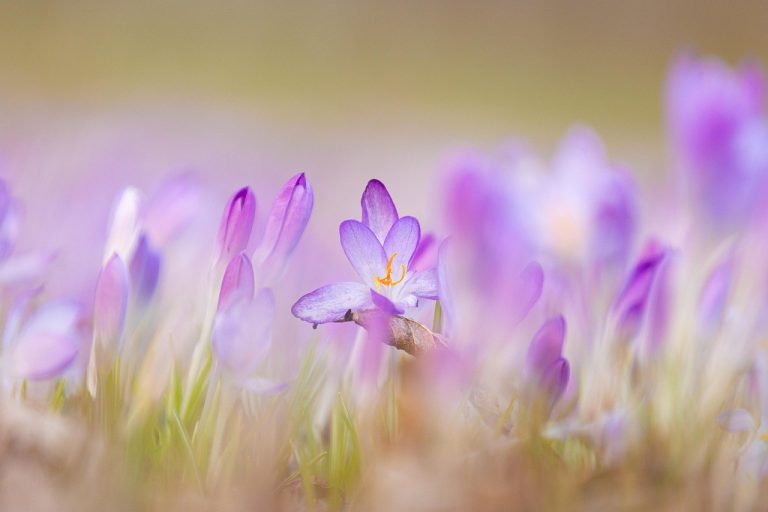 Robotski kuhar uči recepte promatrajući ljudske kuhare