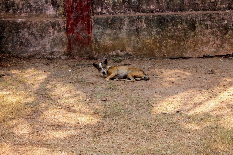 Cjepivo protiv raka stvoreno sustavom CRISPR zaustavlja tumore mozga