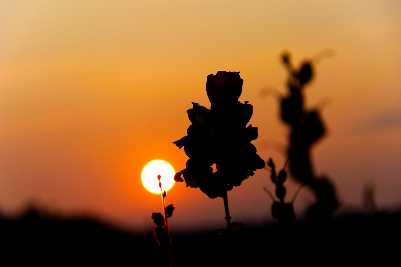 Delfini koriste pee mail za prepoznavanje prijatelja - a ptice glasaju